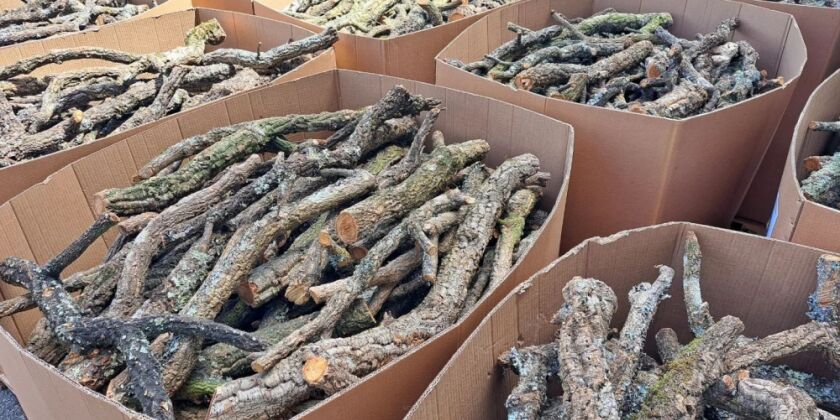 Branches de chêne-liège naturel